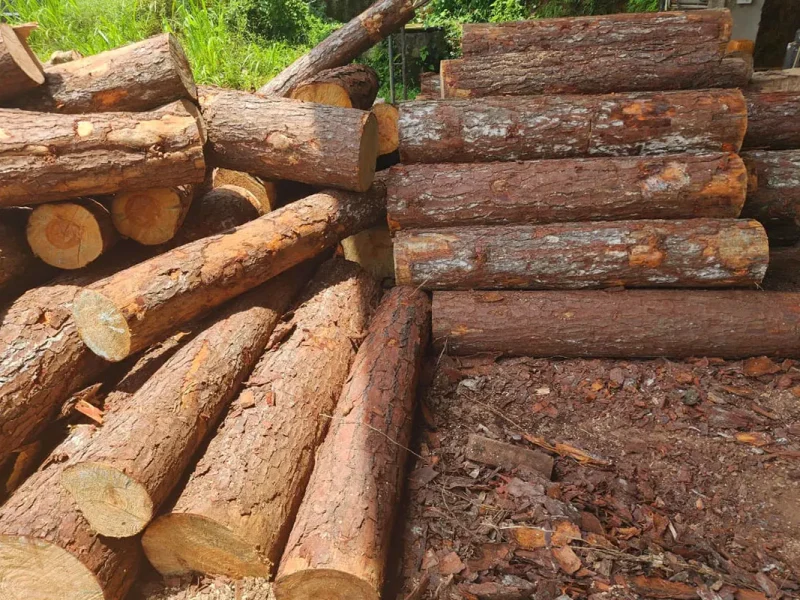 pinewood-logs-papared-for-sawing copy